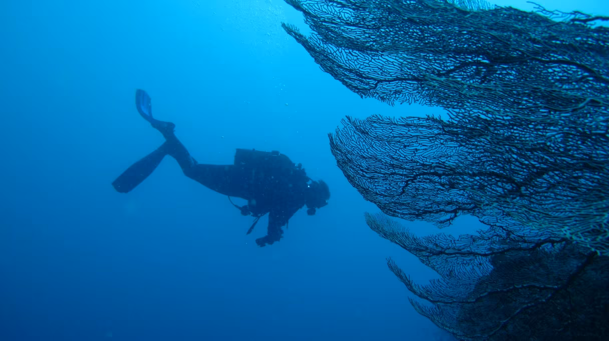 Diving and sailing in the Mitsio Archipelago