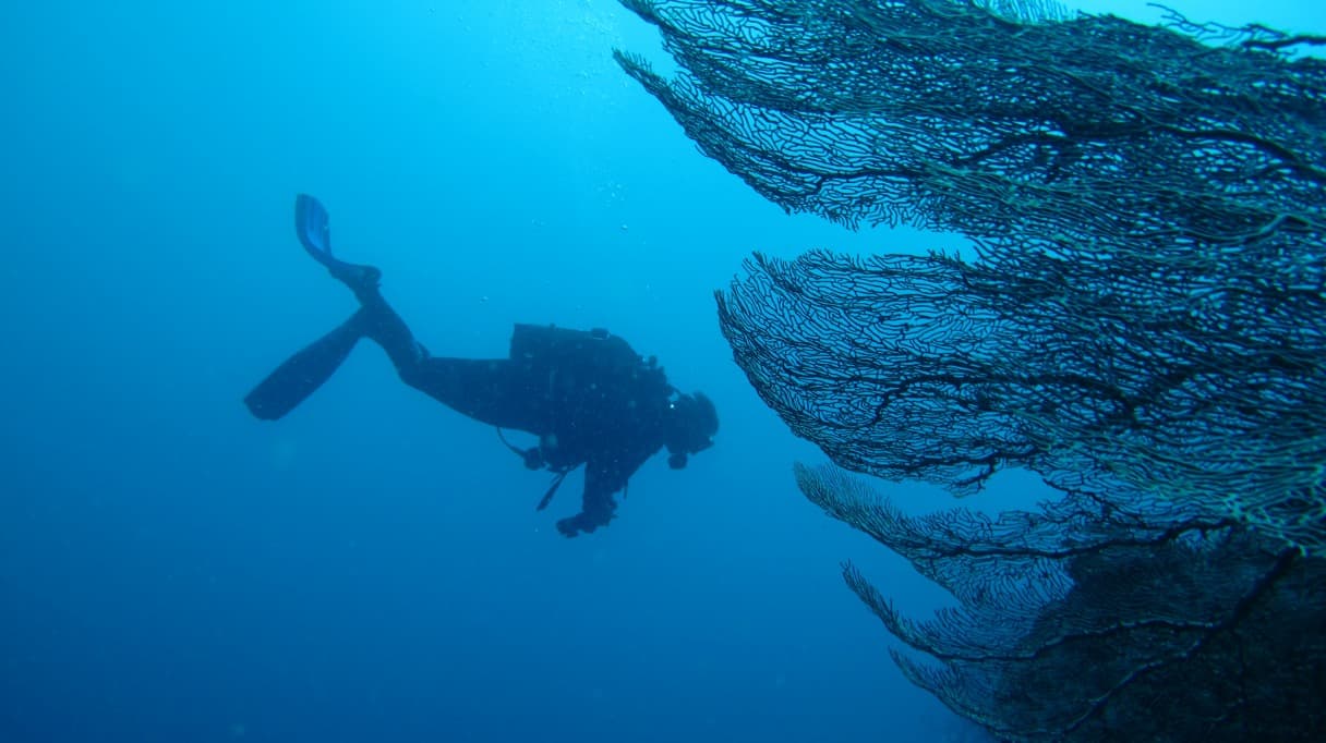 Diving and sailing in the Mitsio Archipelago