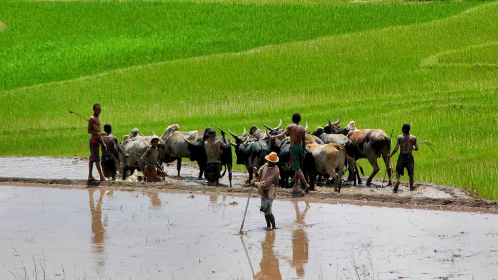 Magique Mosaïque Malgache