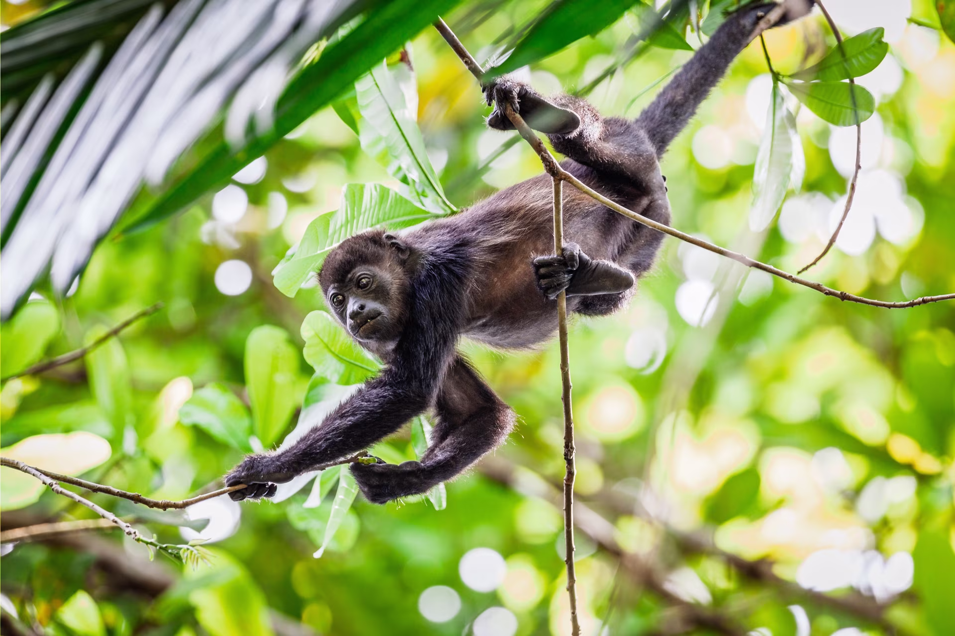 Family trip to Panama: between animals, encounters and nature