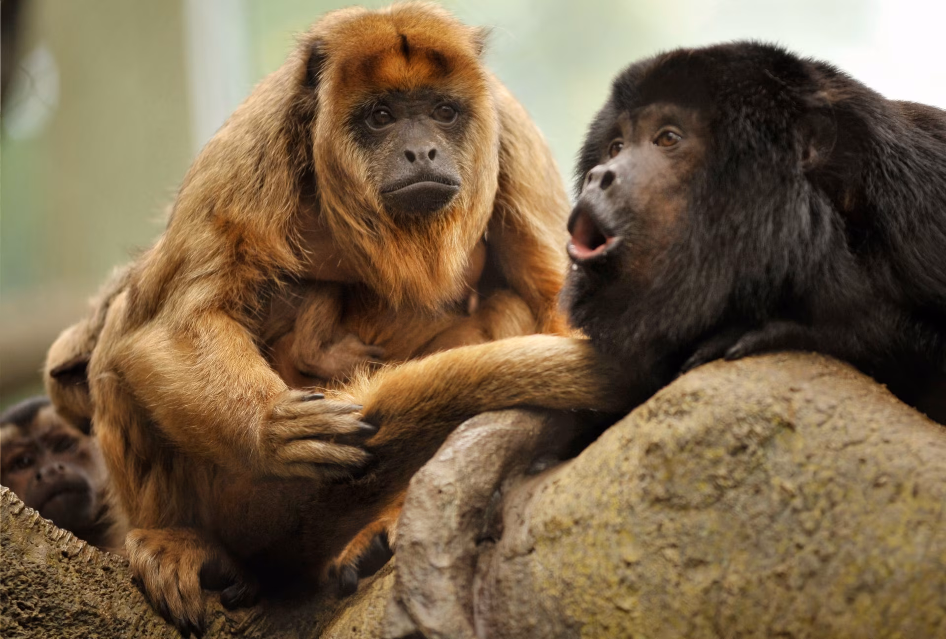 On the Traces of Belizean Wildlife