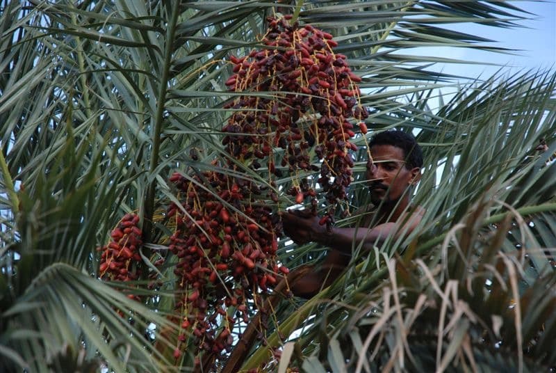 The Guetna, the festival of desert fruits
