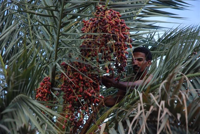 The Guetna, the festival of desert fruits