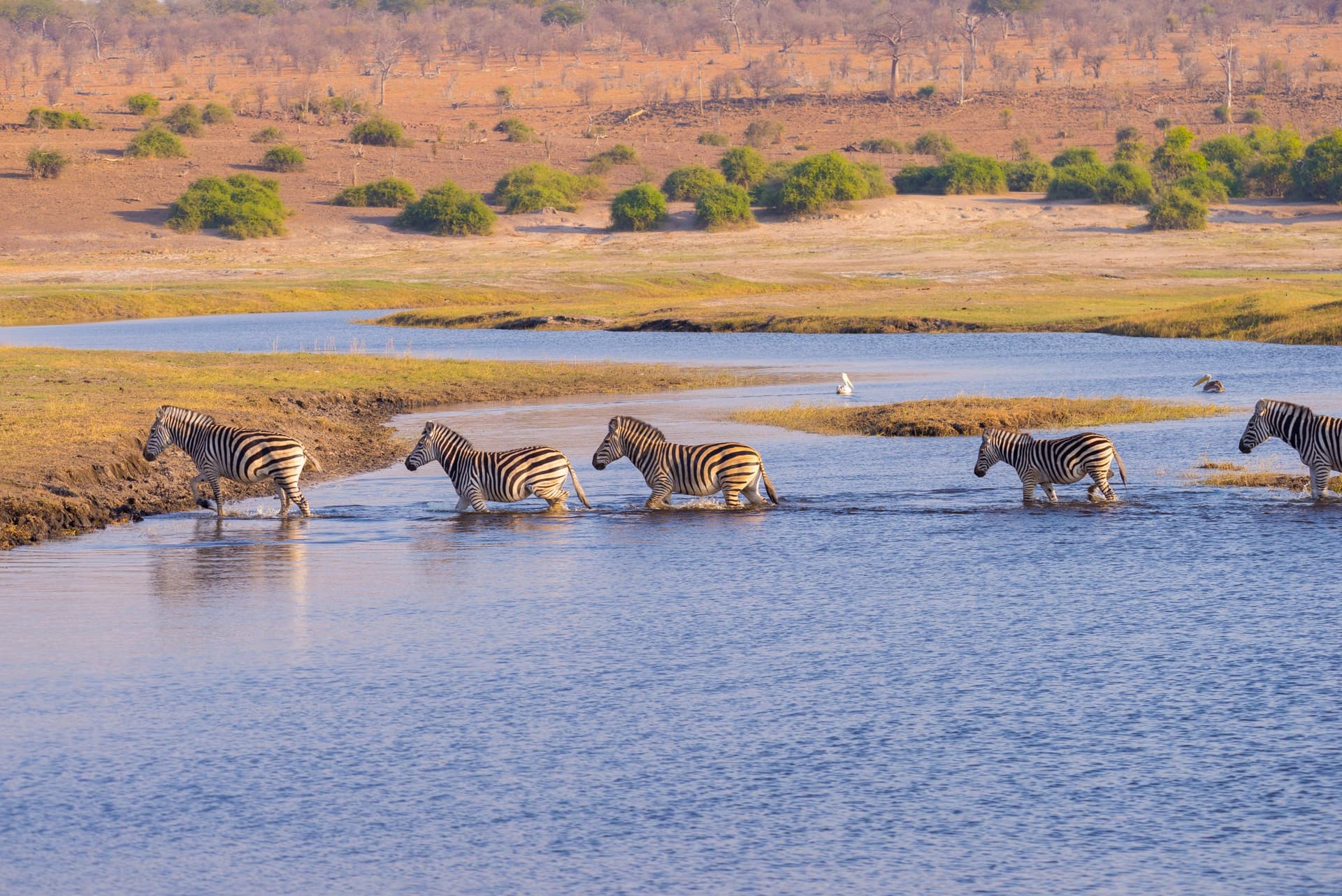 Wild Zimbabwe: between safaris, Victoria Falls and Chobe River