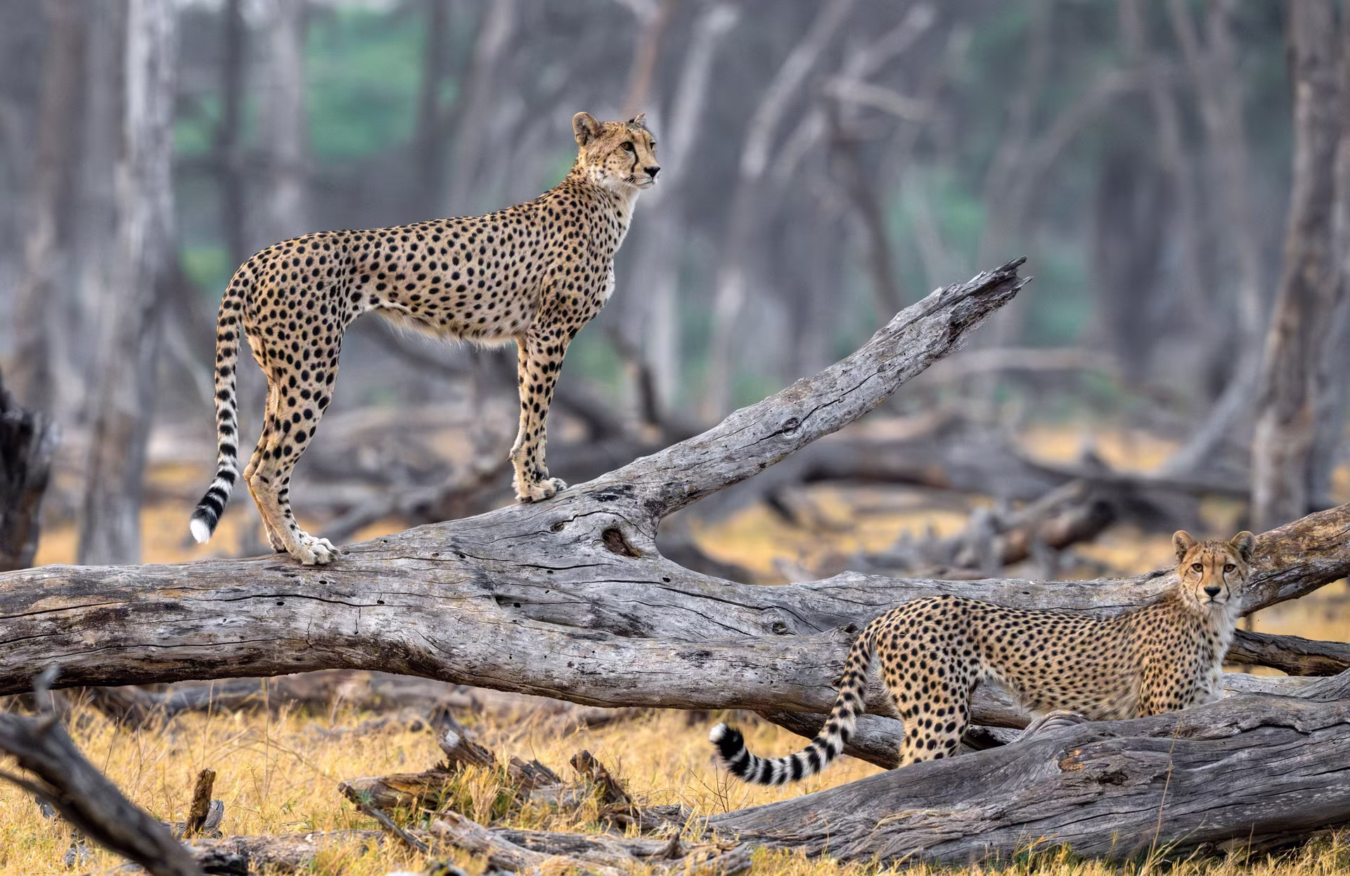 The Splendours of Zimbabwe
