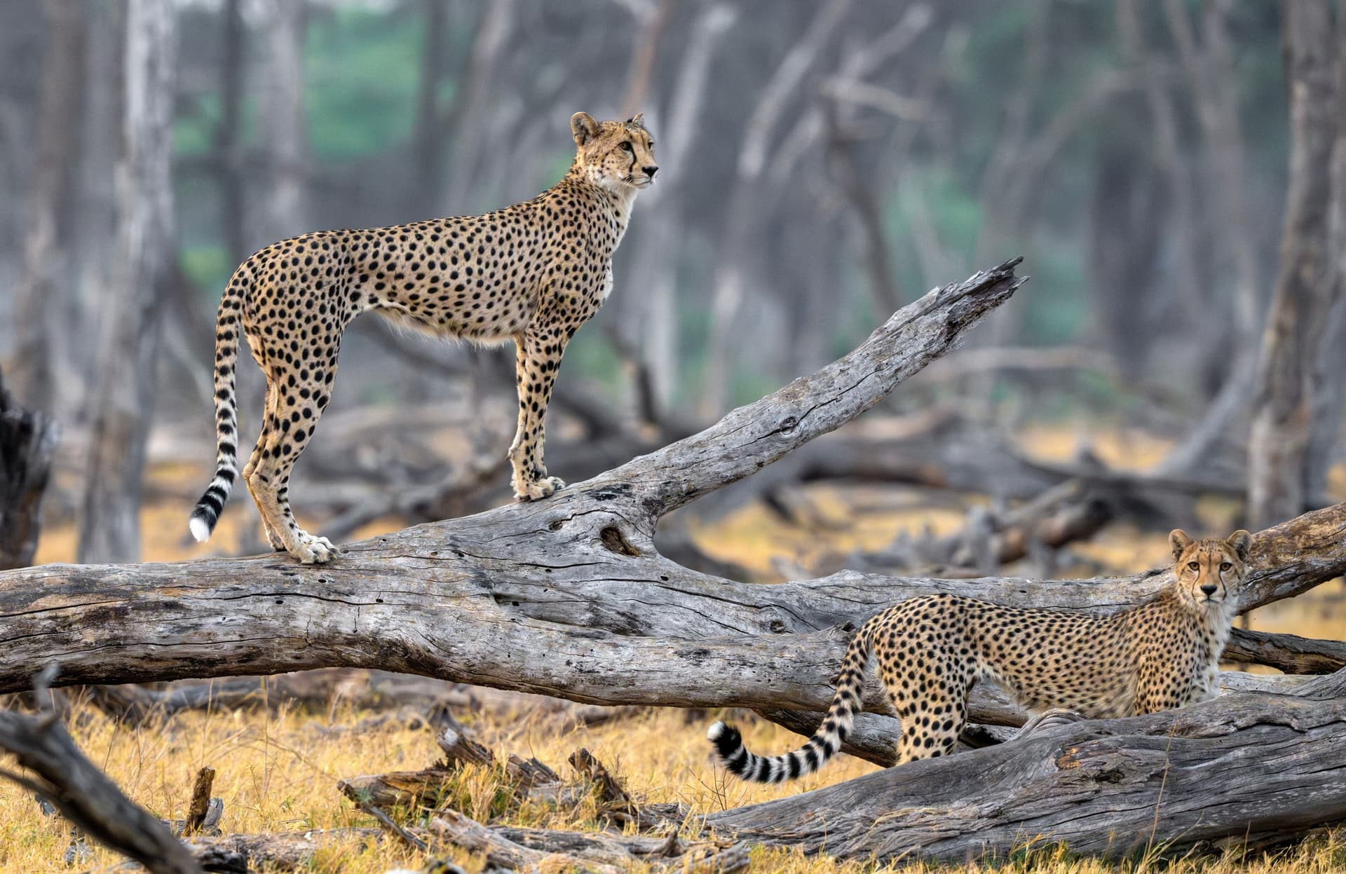 The Splendours of Zimbabwe