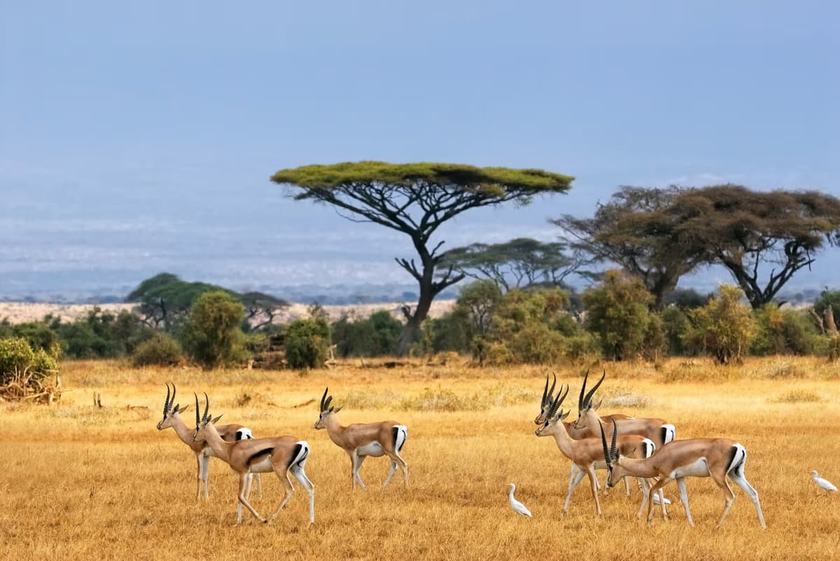 Safari and relaxation on the Kenyan coast