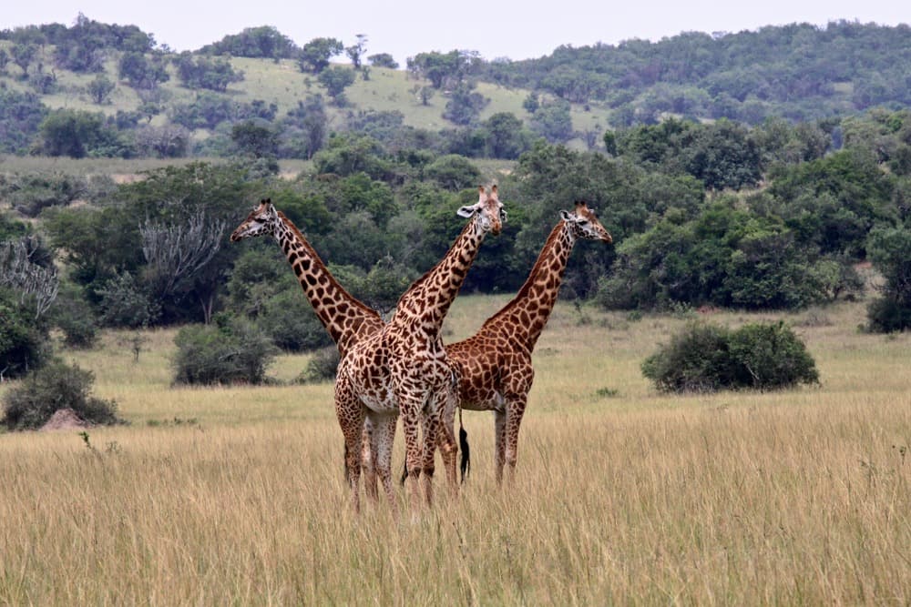 14 days in Rwanda - Adventure and discovery circuit