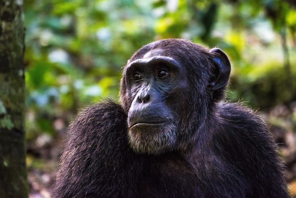 Adventure in Uganda and Rwanda: safaris, primates and great lakes