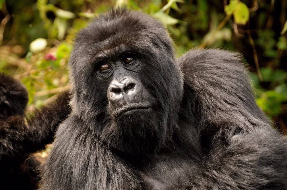 In the Heart of Gorillas and Lake Kivu - 3 Days of Escape