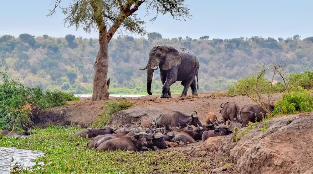 Uganda - Rwanda: Safari in the Africa of the Great Lakes