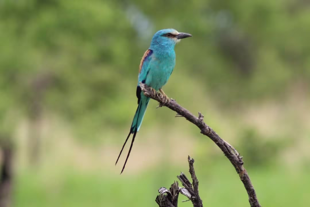 Ecosystems and Ornithology
