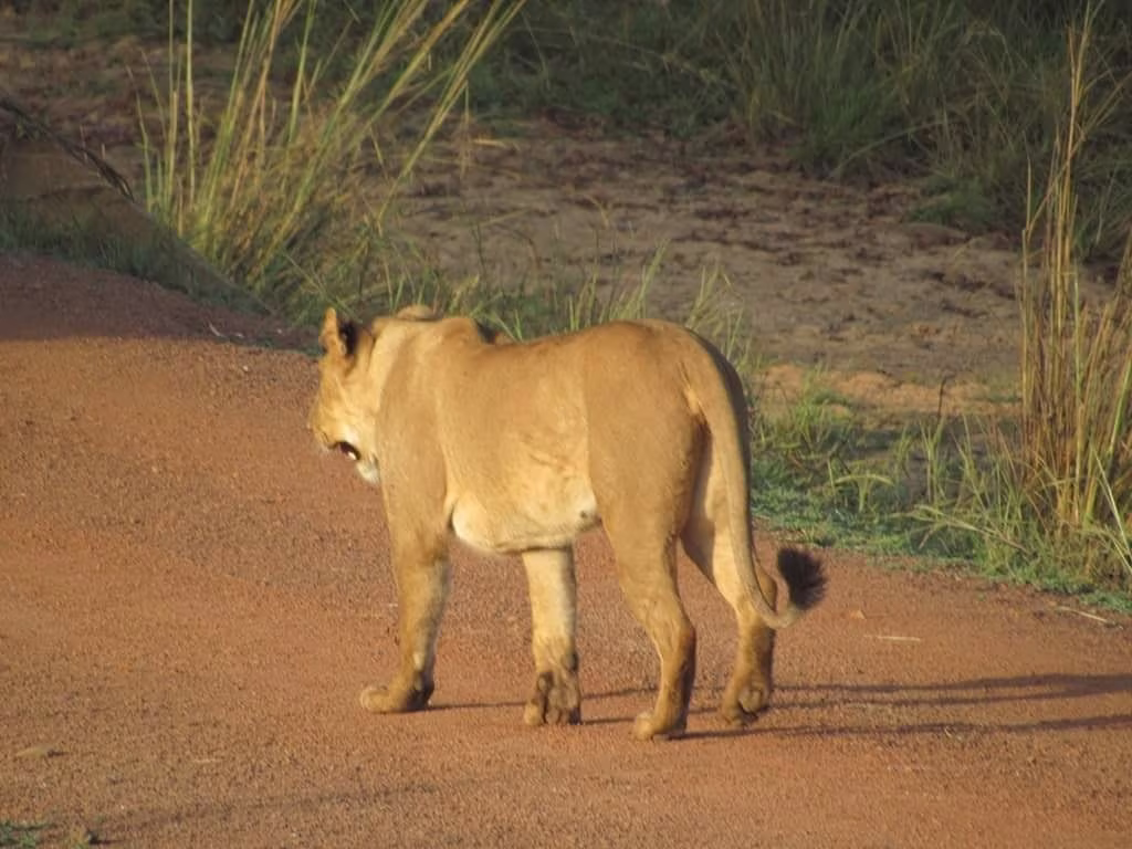 A Safari in All Its Glory