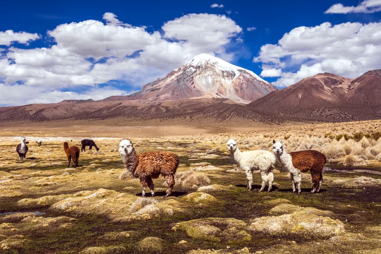 Wild Immensities of Bolivia