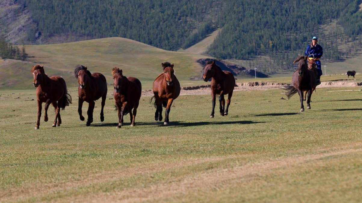 Trek et cheval